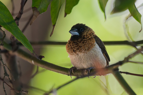Lonchura striata observed 2026-10-29