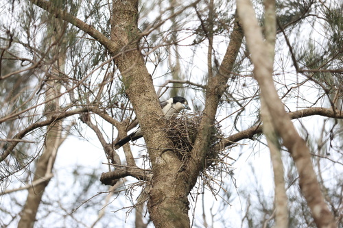 Grey Butcherbird