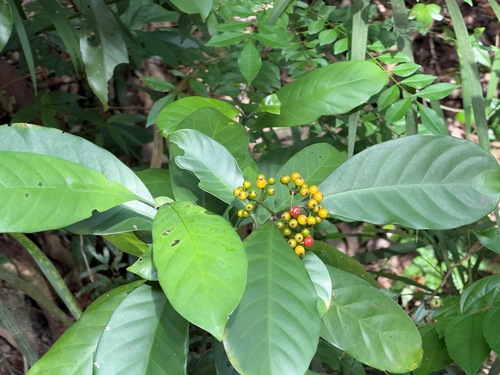 Psychotria observed 2026-10-29