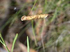 Zygiellinae