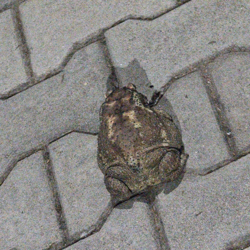 Duttaphrynus melanostictus observed 2026-10-29