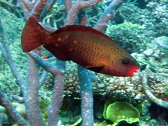 Pacific Bullethead Parrotfish