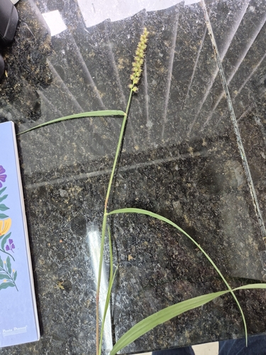 Cenchrus echinatus observed 2026-10-29