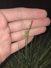 Carex canescens