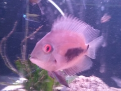Triangle Cichlid photo 5