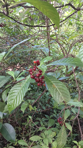 Psychotria observed 2026-10-28