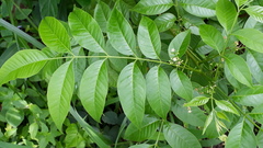 Cipadessa baccifera