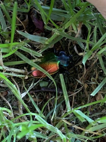 Calosoma sycophanta