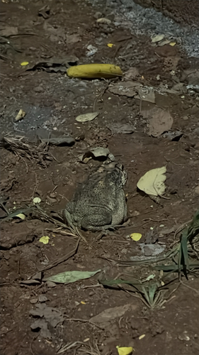 Duttaphrynus melanostictus observed 2026-10-29