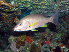 Lutjanus russellii