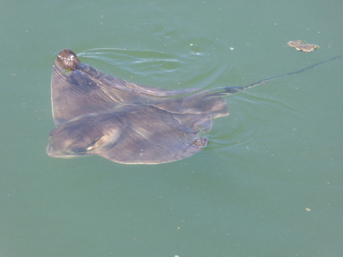 Bat Ray, photo 4 of 10