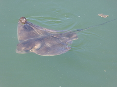 Bat Ray photo 2