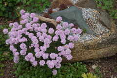 Armeria maritima purpurea