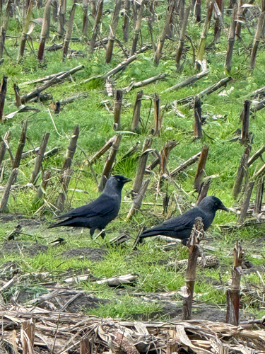 Corvus observed 2026-10-29