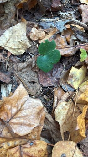 Hepaticae observed 2026-10-29