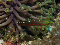 Koumansetta rainfordi