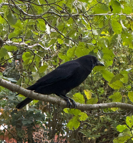 Corvus observed 2026-10-29