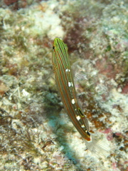 Koumansetta rainfordi