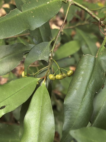 Ardisia observed 2026-10-29