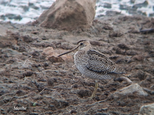 Gallinago stenura observed 2026-10-18