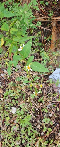 Bidens alba observed 2026-10-29