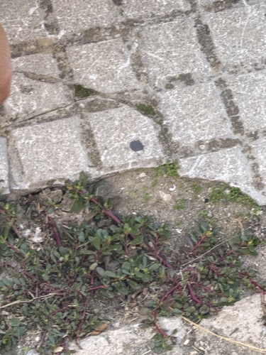 Portulaca oleracea observed 2026-10-29