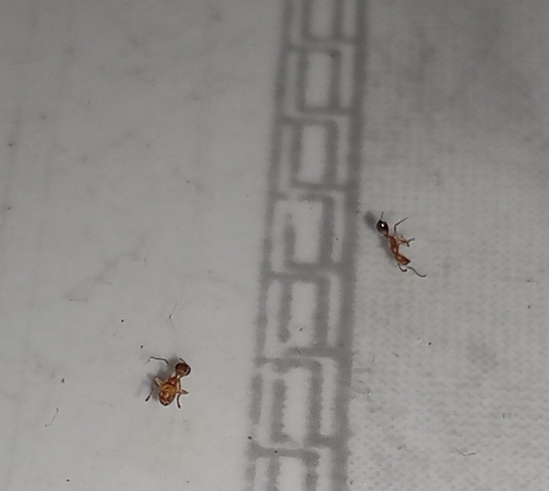Monomorium monomorium observed 2026-10-29