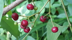 Cipadessa baccifera
