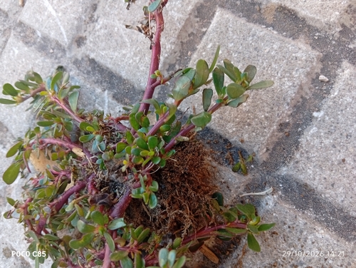 Portulaca oleracea observed 2026-10-29