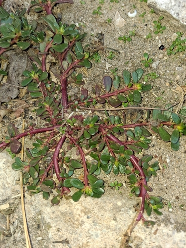 Portulaca oleracea observed 2026-10-29