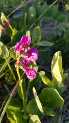 Lathyrus japonicus