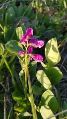 Lathyrus japonicus