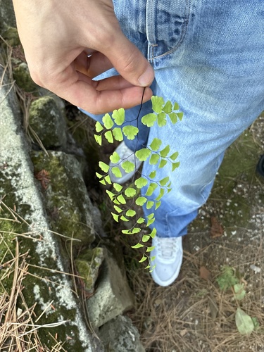 Adiantum capillus-veneris observed 2026-10-29