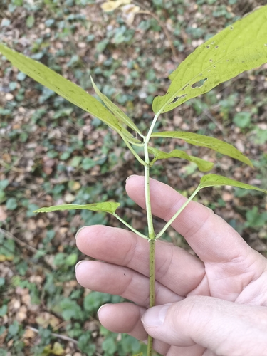 Mercurialis perennis observed 2026-10-29