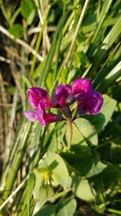 Lathyrus japonicus
