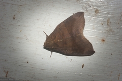 Bastilla hamatilis