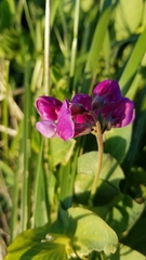 Lathyrus japonicus