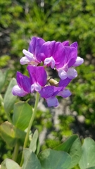 Lathyrus japonicus