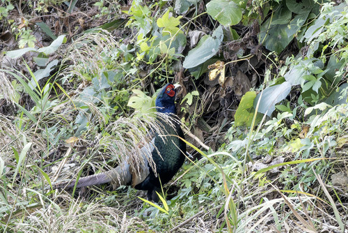 Phasianus versicolor observed 2026-10-29