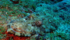 Papilloculiceps longiceps