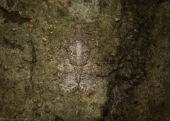 Polylopha epidesma