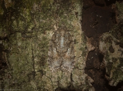 Polylopha epidesma