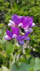 Lathyrus japonicus