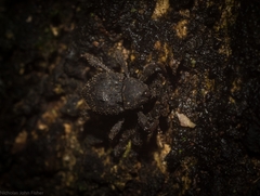 Onidistus araneus