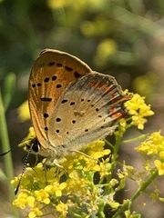 Lycaena ottomanus