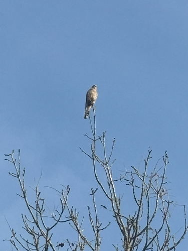 Falco tinnunculus observed 2026-10-29