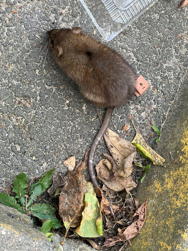 Rattus rattus observed 2026-10-29