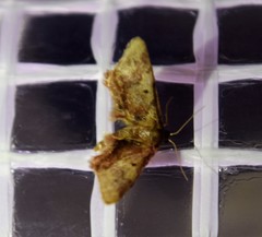 Idaea furciferata