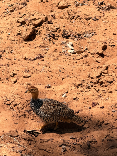 Francolinus francolinus observed 2026-10-28