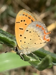 Lycaena ottomanus
